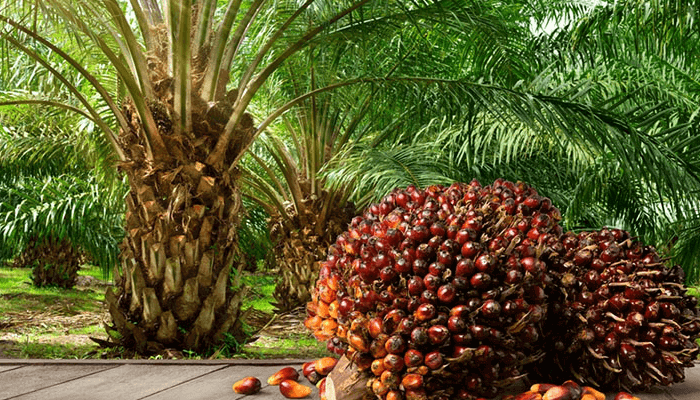 https://cdn.businessday.ng/wp-content/uploads/2025/04/Nigerias-Oil-Palm-Growers.png